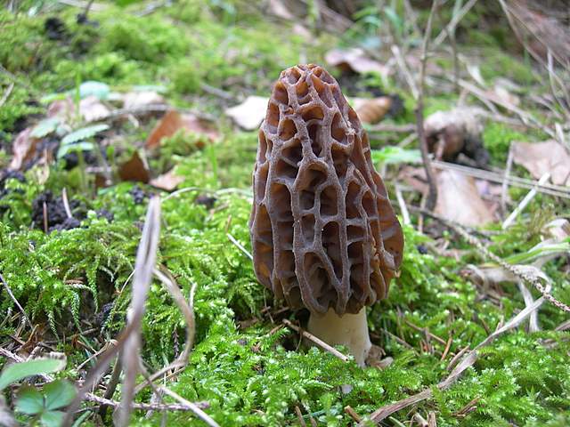 Le prime specie primaverili